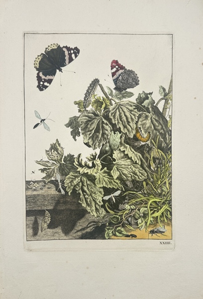 Jacob L' Admiral - Botanical Print with Moth Insects and Butterflies_15a_8dc913e637f371f_lg.jpeg