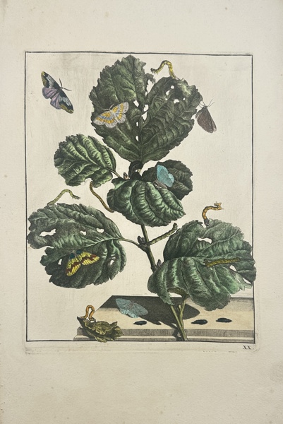 Jacob L' Admiral - Botanical Print with Alder (elzen-krammetje) Moth, Insects and Butterflies_16a_8dc913f0024d470_lg.jpeg