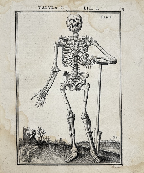 Adriaan van den Spiegel & Giulio Casseri - Human skeleton, seen from the front_17a_8dc9446dffa85ea_lg.jpeg