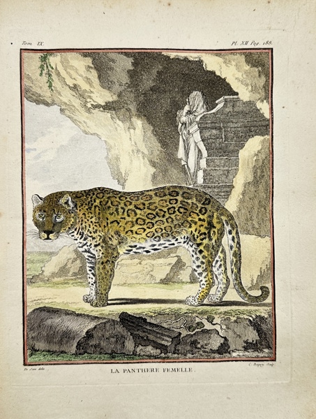 Georges-Louis Leclerc de Buffon - La Panthere Femelle - The Female Panther - Panthera pardus_20a_8dc944887c83158_lg.jpeg