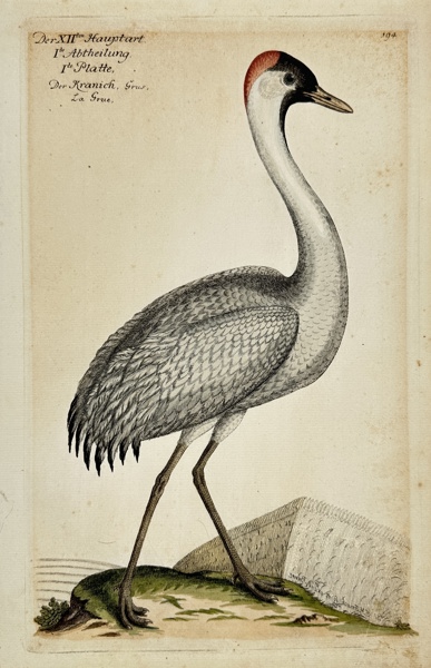 Johann Leonhard Frisch - The Crane - Grus grus - Birds in Germany_21a_8dc944a806b8af3_lg.jpeg