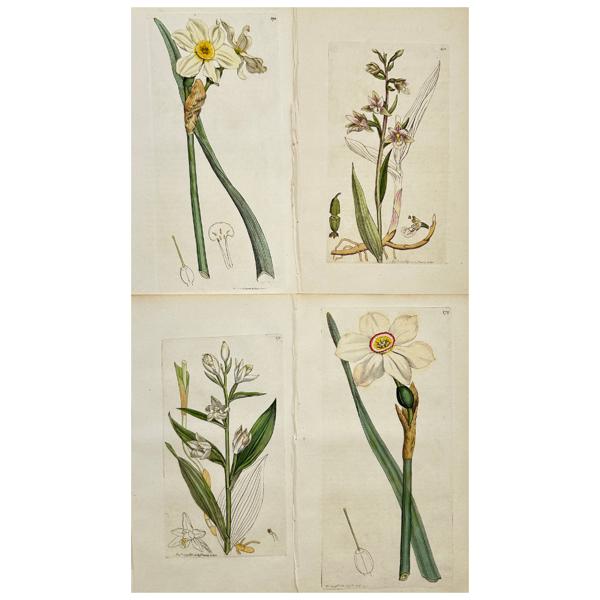 James Sowerby - Set of 4 Botanical Prints - Pale Narcissus - Poetic Narcissus - Marsh Helleborine - White Helleborine_29a_8dc94568c785d03_lg.jpeg