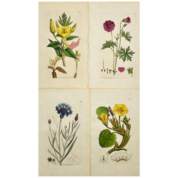 James Sowerby - Set of 4 Botanical Prints - Fringed Buckbean - Corn Blue-bottle - Bloddy Cranesbill - Common Evening-Primrose_30a_8dc945732e2113c_lg.jpeg