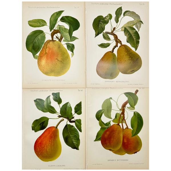 Nicolas Gaucher - Gauchers Pomologie - Set of 4 Pear Fruit Prints _31a_8dc9457ffda640c_lg.jpeg