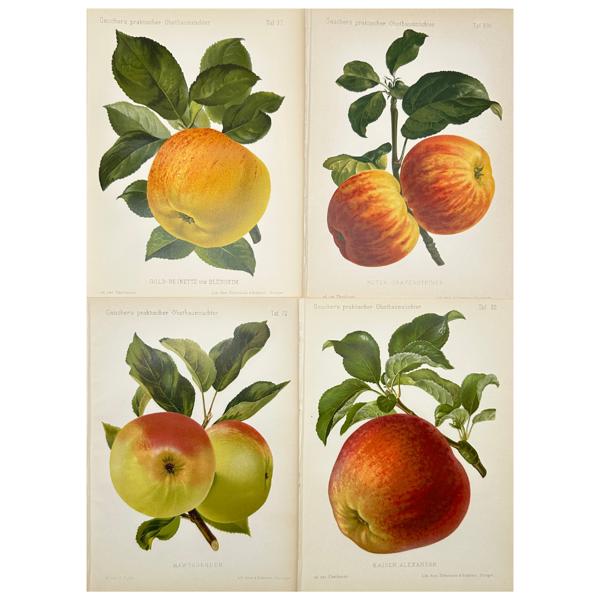 Nicolas Gaucher - Gauchers Pomologie - Set of 4 Apple Fruit Prints _32a_8dc945872f52a74_lg.jpeg