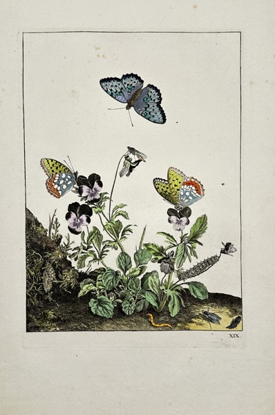 Jacob L' Admiral - Botanical Print - Queen of Spain fritillary butterfly, Issoria lathonia, and common stiletto fly, Thereva nobilitata, on wild pansies, Viola tricolor_33a_8dc945e2219f2e1_lg.jpeg