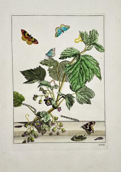 Jacob L' Admiral - Botanical Print - Phoenix moth, Eulithis prunata, Juveniles, Caterpillar and Pupa_34a_8dc945e4c025f21_lg.jpeg