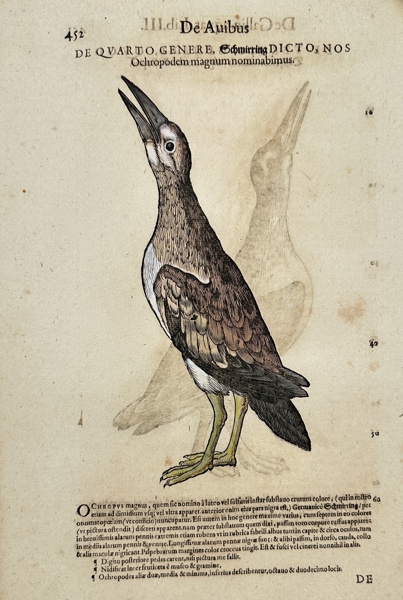 Conrad Gessner - Historia animalium - Hand-coloured woodcut - White-breasted Waterhen - Amaurornis phoenicurus_46a_8dc94e4f711e4f3_lg.jpeg