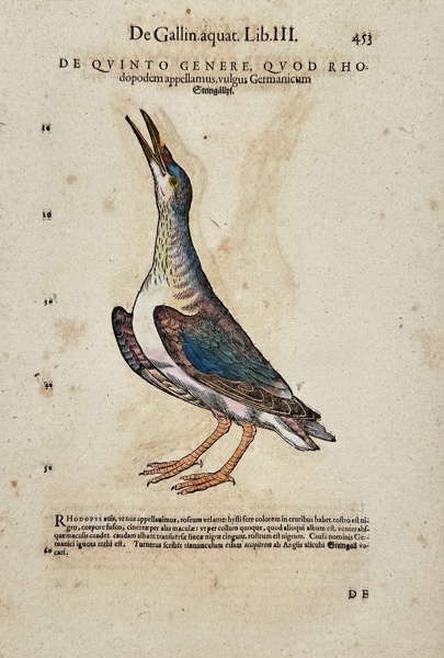 Conrad Gessner - Historia animalium - Hand-coloured Woodcut - Rock Sandpiper - Calidris ptilocnemis_47a_8dc94e53a7d184b_lg.jpeg