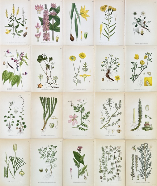 Carl Lindman - Set of 20 Botanical prints from "Nordens Flora" - Torch Lily - Sweet Clover - Wild Tulip - Hawkweed - Cloudberry - Wood Cranesbill - Field Scabious_49a_8dc94eb5d1f4a74_lg.jpeg