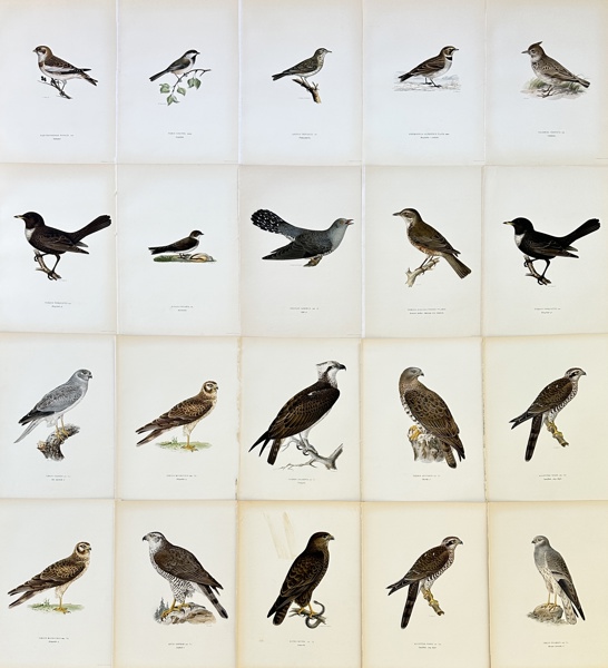 Von Wright brothers - Set of 20 Bird Prints from "Svenska fåglar" - Northern Goshawk - Common Buzzard - Osprey - Pallid Harrier - Marsh Harrier - Cuckoo - Siberian Tit - Ring Ouzel - Horned Lark_50a_8dc94ed65e386c8_lg.jpeg