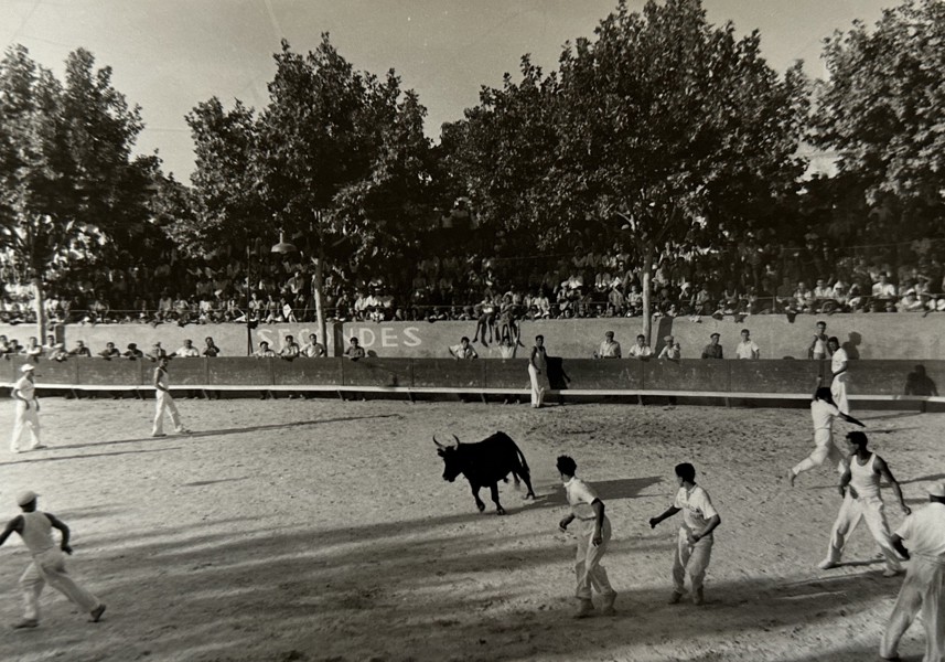 Black-and-white Photo - Hélène Jeanbrau - Fighting Cows - 20th Century