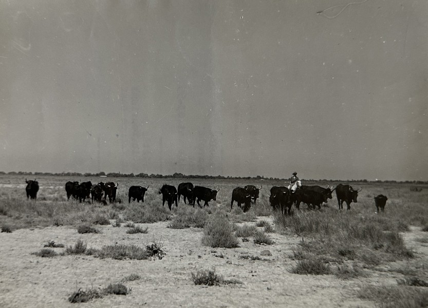 Black-and-white Photo - Lanscape, Pasture of Bulls - Lucien Viguier
- 20th Century