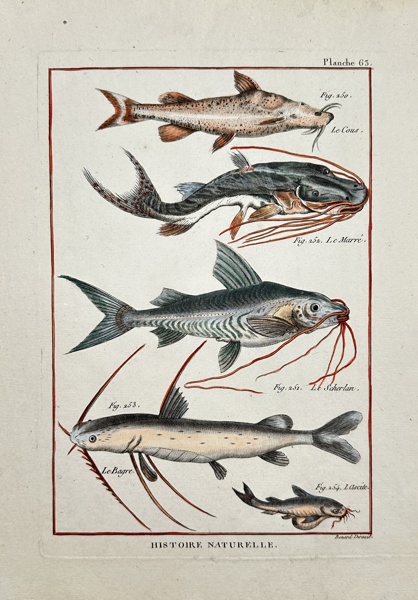 Robert Benard - Fish Print - Tiger Shovelnose - Catfish -Mandi Glyptothorax_70a_8dc952b8c895177_lg.jpeg