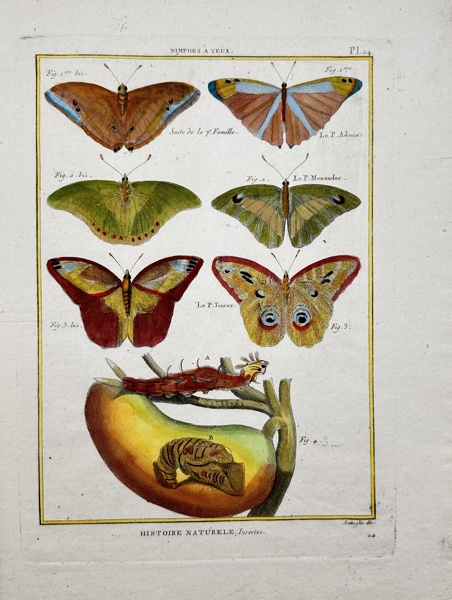 Pietro Scattaglia - Hand-coloured Butterfly Print - Adonis - Menander - Tencer_72a_8dc952cb6887108_lg.jpeg