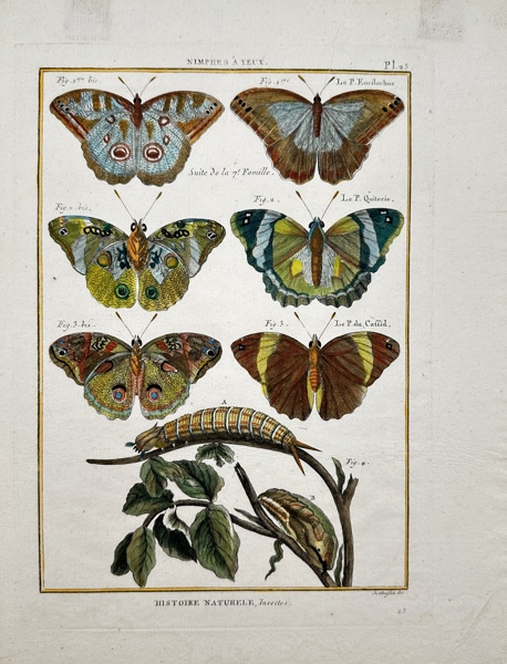 Pietro Scattaglia - Hand-coloured Butterfly Print - Buckeye Butterflies_73a_8dc952ce789c5d9_lg.jpeg