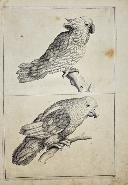 Frederick de Wit - Lumen Picturae.. - Cockatoo and Parrot - Cacatuidae_77a_8dc952e63e32bda_lg.jpeg