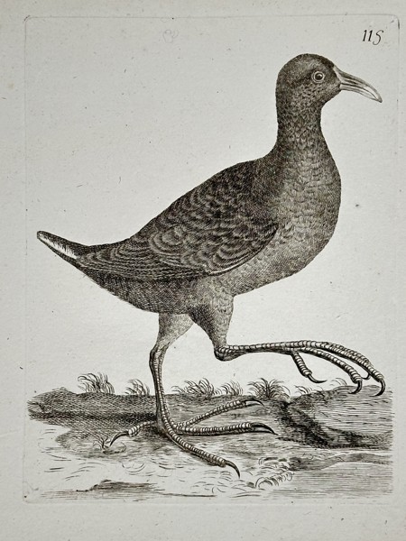 Unknown Artist – Ornithological Illustration of a Wading Bird – Engraving (Late 18th Century)