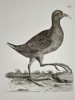 Unknown Artist – Ornithological Illustration of a Wading Bird – Engraving (Late 18th Century)