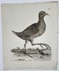 Unknown Artist – Ornithological Illustration of a Wading Bird – Engraving (Late 18th Century)