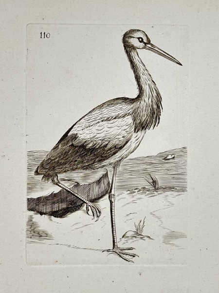 Unknown Artist – Ornithological Illustration of a Wading Bird – Engraving (Late 18th Century)