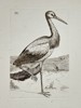 Unknown Artist – Ornithological Illustration of a Wading Bird – Engraving (Late 18th Century)