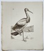 Unknown Artist – Ornithological Illustration of a Wading Bird – Engraving (Late 18th Century)