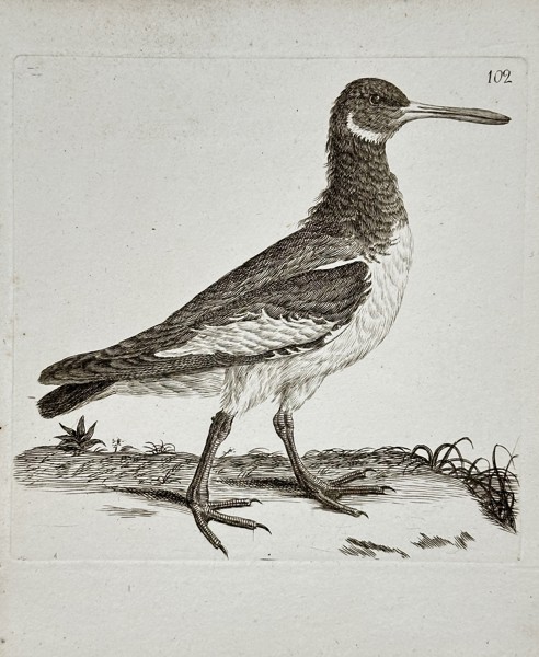 Unknown Artist – Ornithological Illustration of a Shorebird – Engraving (Late 18th Century)
