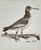 Unknown Artist – Ornithological Illustration of a Shorebird – Engraving (Late 18th Century)