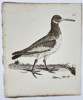 Unknown Artist – Ornithological Illustration of a Shorebird – Engraving (Late 18th Century)