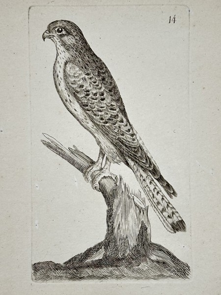 Unknown Artist – Ornithological Illustration of a Bird of Prey – Engraving (18th Century)