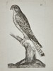 Unknown Artist – Ornithological Illustration of a Bird of Prey – Engraving (18th Century)