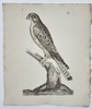 Unknown Artist – Ornithological Illustration of a Bird of Prey – Engraving (18th Century)