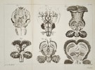 Jan van Rymsdyk (c. 1730–1788) – Anatomical Illustrations of the Brain – Copper engraving (1774)