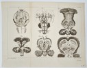 Jan van Rymsdyk (c. 1730–1788) – Anatomical Illustrations of the Brain – Copper engraving (1774)