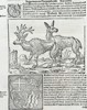 Sebastian Münster (1488–1552) – Illustration of Northern European Wildlife and Heraldry – Woodcut (1550)