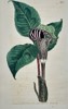 William Curtis (1746–1799) – Botanical Illustration of the Arum – Hand-colored engraving (1806)

