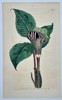 William Curtis (1746–1799) – Botanical Illustration of the Arum – Hand-colored engraving (1806)
