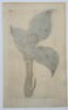 William Curtis (1746–1799) – Botanical Illustration of the Arum – Hand-colored engraving (1806)
