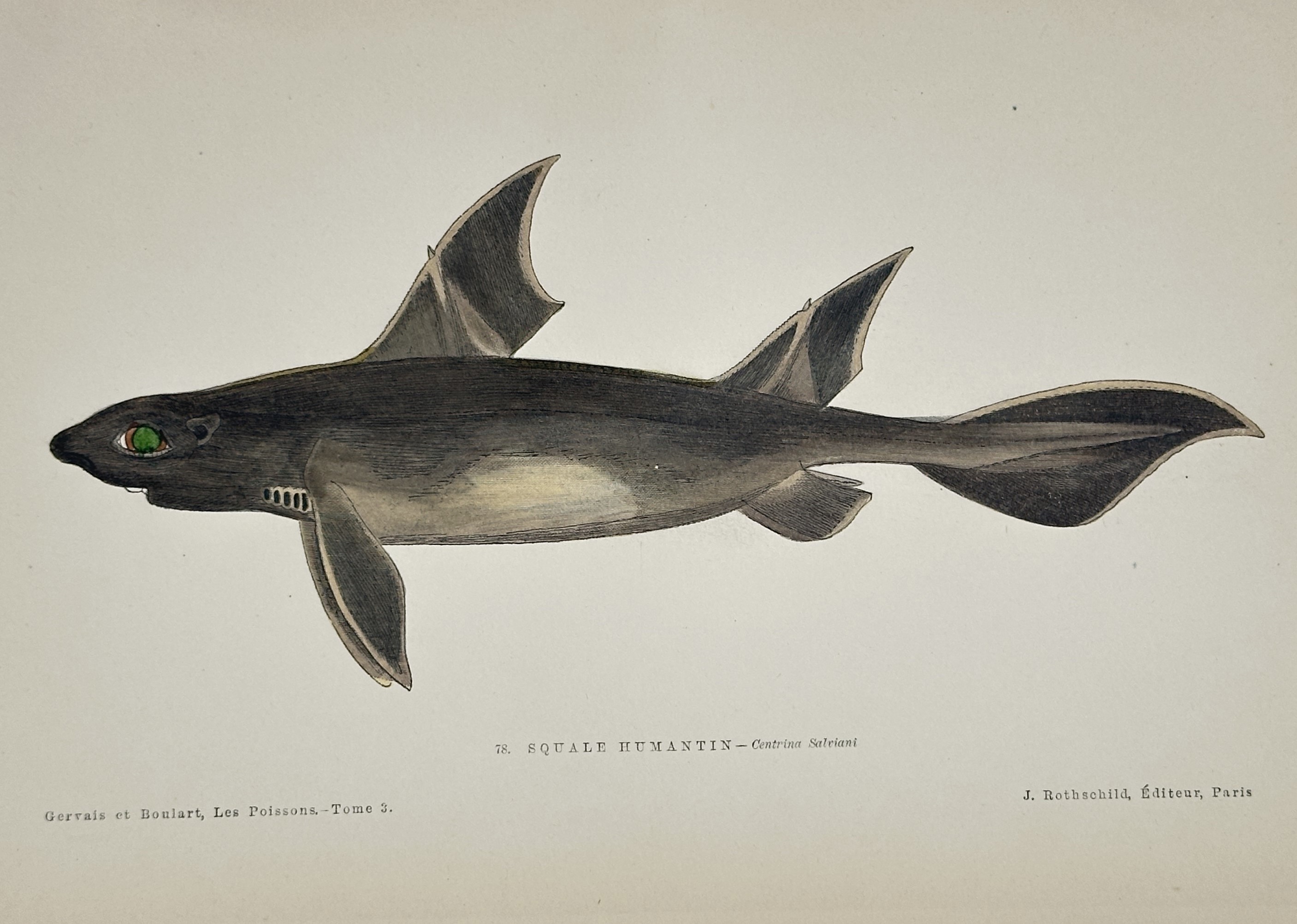 Aangular Roughshark Jules Rothschild (1838–1900) – Angular Roughshark – Ill | Auction
