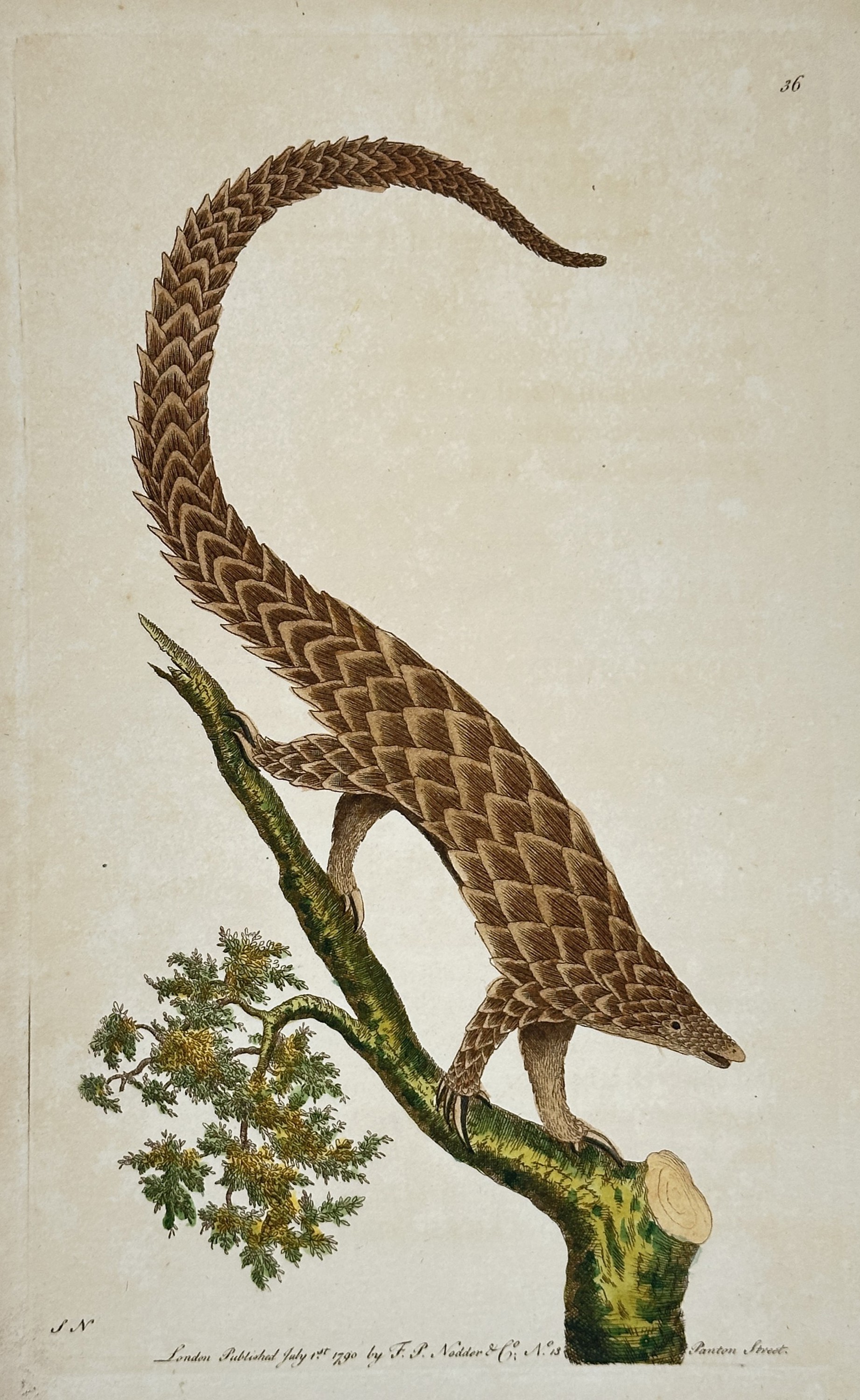 Frederick Polydore Nodder (1751–1801) – Pangolin on a B | Auktion