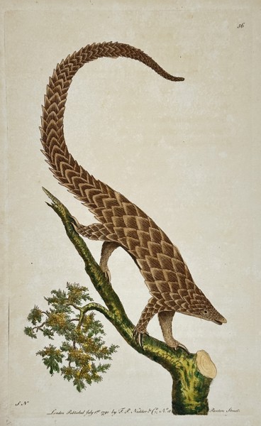 Frederick Polydore Nodder (1751–1801) – Pangolin on a Branch – Hand-colored Engraving (1790)