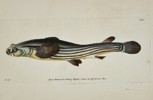 Frederick Polydore Nodder (1751–1801) – Four-eyed Fish – Hand-colored Engraving (1811)