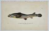 Frederick Polydore Nodder (1751–1801) – Four-eyed Fish – Hand-colored Engraving (1811)