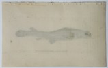 Frederick Polydore Nodder (1751–1801) – Four-eyed Fish – Hand-colored Engraving (1811)