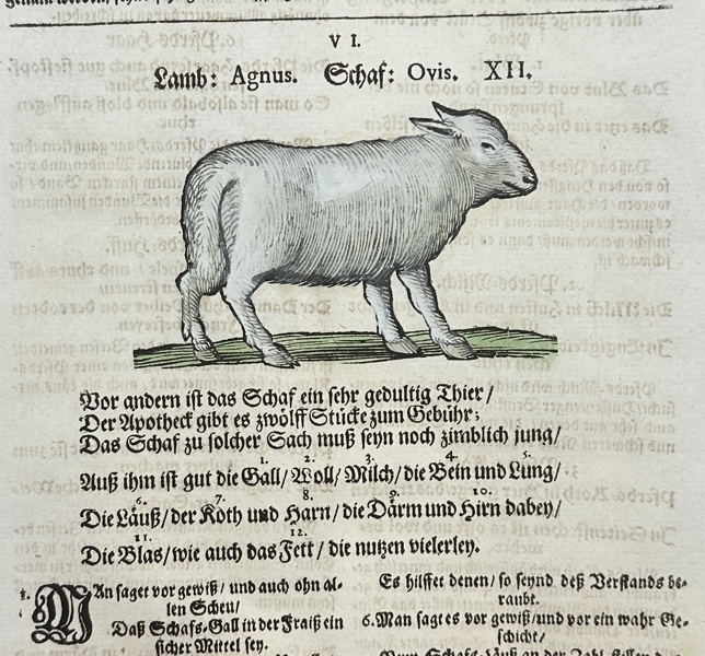 Johann Joachim Becher (1635-1682) - Incunabula, Zoology - Lamb - Agnus dei - 1662