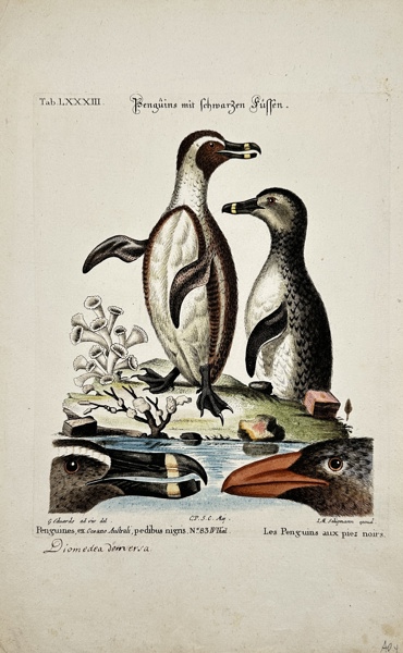 George Edwards / Johann Seligmann - Penguin - Originally hand-coloured engraving - 1749