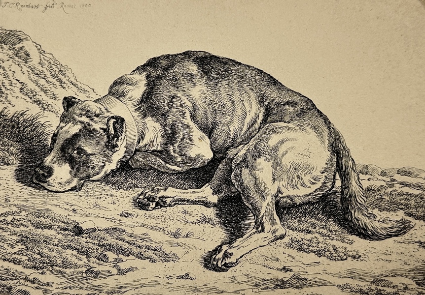 Johann Christian Reinhart (1761–1847) - Engraving - Lying dog - 1800