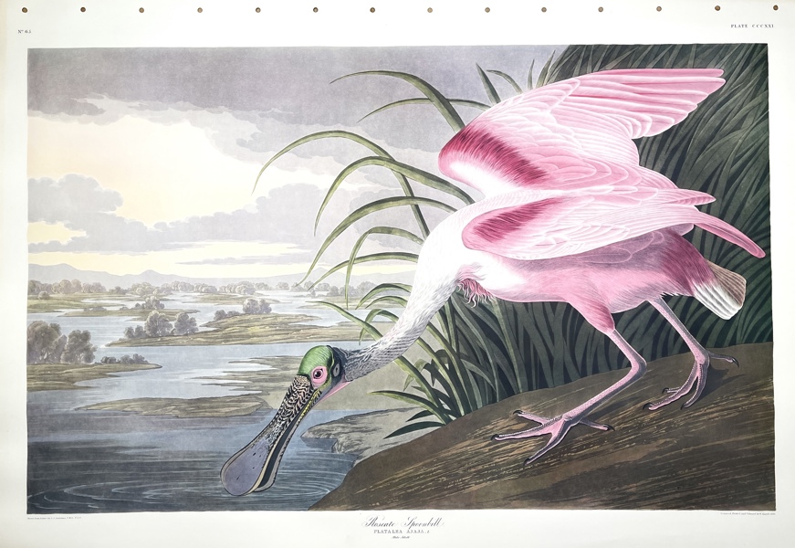 John James Audubon - Birds Of America Double Elephant Folio - Roseate Spoonbill - Platalea Ajaja