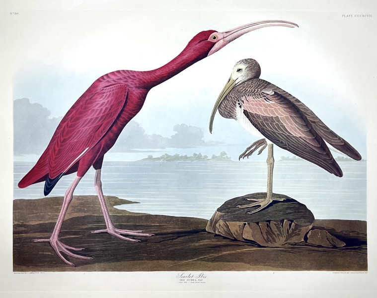 John James Audubon - Birds Of America Double Elephant Folio - Scarlet Ibis - Ibis Rubba